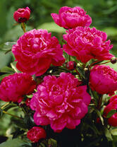 Без бренда «2KMB-4036» в Калуге