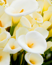 Без бренда «Белые каллы» в Калуге