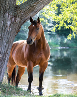 Без бренда «Коробка 20 шт: Лошадь у дерева» в Калуге