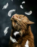 Без бренда «Кот среди перышек» в Калуге