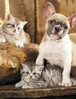 Без бренда «Милый щенок французского бульдога и два котёнка» в Калуге