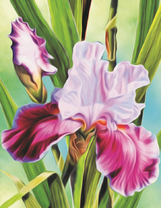 Красивый сиреневый ирис