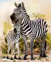 Семейная идиллия зебры и дитя