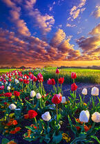 Без бренда «Поле тюльпанов под облачным небом» в Калуге