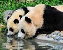 Две пушистые панды на водопое